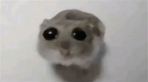 staring hamster|Sad Hamster / Hamster With Big Eyes .